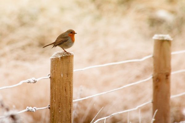 ANM: Cum va fi vremea în următoarele patru săptămâni. Când scăpăm de gerul năpraznic