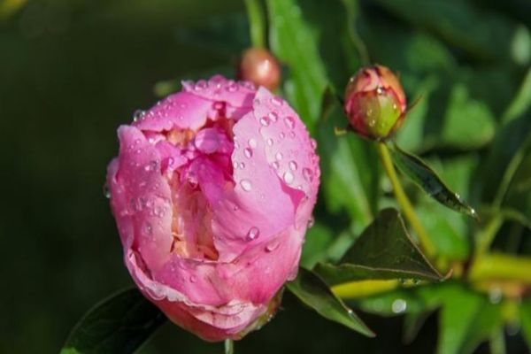 Prognoza ANM pentru următoarele 4 săptămâni