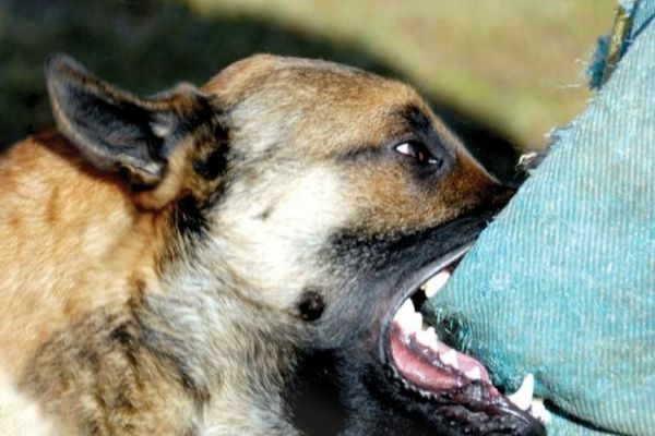 ALERTĂ MEDICALĂ: TOT MAI MULȚI PACIENȚI DIAGNOSTICAȚI CU RABIE