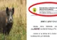 Revoltător! Statul omoară porcii domestici, din cauza pestei, dar vinde carnea porcilor sălbatici