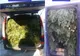 Sute de kilograme de cetină și zeci de metri cubi de lemn, confiscate de Poliție