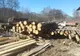 VIDEO Bărbați prinși la braconat de sticleți. Se dădeau mari iubitori de păsări