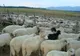 Patru hoți de ovine au fost reținuți de polițiștii dâmbovițeni
