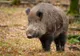 Suspiciune de pestă porcină, în Dâmbovița. Un porc mistreț găsit mort, pe câmp, pune pe jar autoritățile
