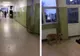 Un clip cu un câine, plimbându-se liber printr-un spital, face "senzație" pe internet