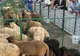 Cinci spații temporare pentru sacrificare animale, înființate în Dâmbovița, în perioada pascală