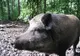 Au fost luate măsuri radicale în focarul de pestă porcină africană de la Runcu