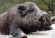 Pesta porcină africană lovește, din nou, Dâmbovița. Focar nou la Runcu, la un porc mistreț