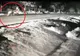 VIDEO Urs fugărit de mașini pe DN 71, pentru a fi îndepărtat de case