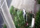 VIDEO Două femei, surprinse, în timp ce furau florile din fața unei gospodării din Răcari
