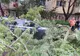 Semnale de alarmă. Copaci doborâți de furtună, la Târgoviște, au provocat pagube materiale