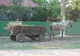 O femeie a fost rănită grav, de un cal speriat, la Bălteni