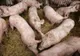 Focare noi de pestă porcină africană, în Dâmbovița, la Ciocănești și Perșinari