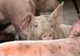 Focare noi de pestă porcină africană, în Dâmbovița. Au reapărut cazuri la Bezdead și Răscăieți