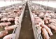 Pesta porcină africană continuă să producă pagube importante. ANSVSA face un apel către crescătorii de porci