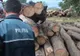 Doi dâmbovițeni arestați, după ce au "diminuat" prejudiciul cauzat prin tăieri ilegale de arbori, dintr-o pădure