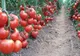 Încep plățile pentru Programul Tomata. Vor fi alimentate conturile direcțiilor județene pentru agricultură