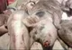 Trei focare de pestă porcină, confirmate la Dâmbovița