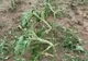Grindina a făcut prăpăd, în Dâmbovița! Sute de hectare cultivate au fost afectate- VIDEO 