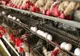 Salmonella descoperită într-o fermă din localitatea Valea Mare, județul Dâmbovița 