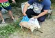 Dâmbovița. Ied salvat de pompieri dintr-un puț adânc de 6 metri