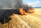 Dâmbovița. Cultura de grâu, distrusă după un incendiu devastator