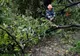 Un copac căzut a blocat calea de acces într-o casă din Târgoviște