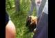 Pui de urs, găsit în grădina unui jandarm, în Dâmbovița