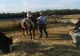 Dâmbovița: Doi cai folosiți la echitație pentru copii, dispăruți de la o fermă! Recompensă pentru cei care găsesc animalele