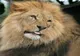 Leul scăpat nu este de la Grădina Zoologică din Târgovişte. Ce spune primarul 