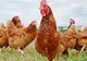 Dâmboviţa. Tânăr reţinut după ce a încercat să fure găini dintr-o gospodărie