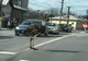 Un struț a încurcat traficul la Găești! A fost scăpat dintr-o mașină de proprietar