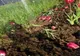Furau flori de pe spațiile verzi din Târgoviște pentru a le vinde la florărie! Hoţii, prinşi în flagrant