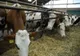 RECOMANDĂRI PENTRU PROPRIETARII DE ANIMALE, AVÂND ÎN VEDERE PRECIPITAŢIILE ABUNDENTE ANUNŢATE