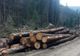 Cantitate record de lemn confiscat, de la un ocol silvic privat, din Dâmbovița