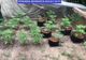 Percheziții în Dâmbovița și Ilfov, la persoane bănuite de trafic de droguri. Cultură de cannabis înființată ilegal 