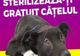 Dâmbovița. Campanie de sterilizare gratuită a câinilor de rasă metisă, la Pucioasa