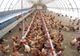 Focar de salmonella descoperit la o fermă de păsări din Dâmbovița. 48.000 de găini vor fi incinerate