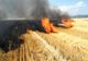 Dâmbovița. Cultura de grâu, distrusă după un incendiu devastator